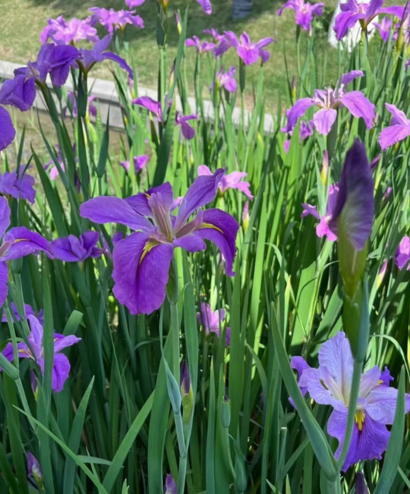 供应各种菖蒲苗基地直发一手货源各种规格