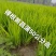 供应各种菖蒲苗基地直发一手货源各种规格