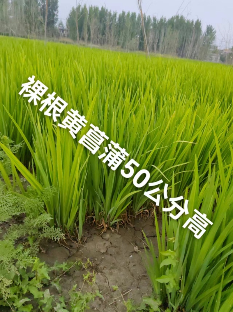 供应各种菖蒲苗基地直发一手货源各种规格