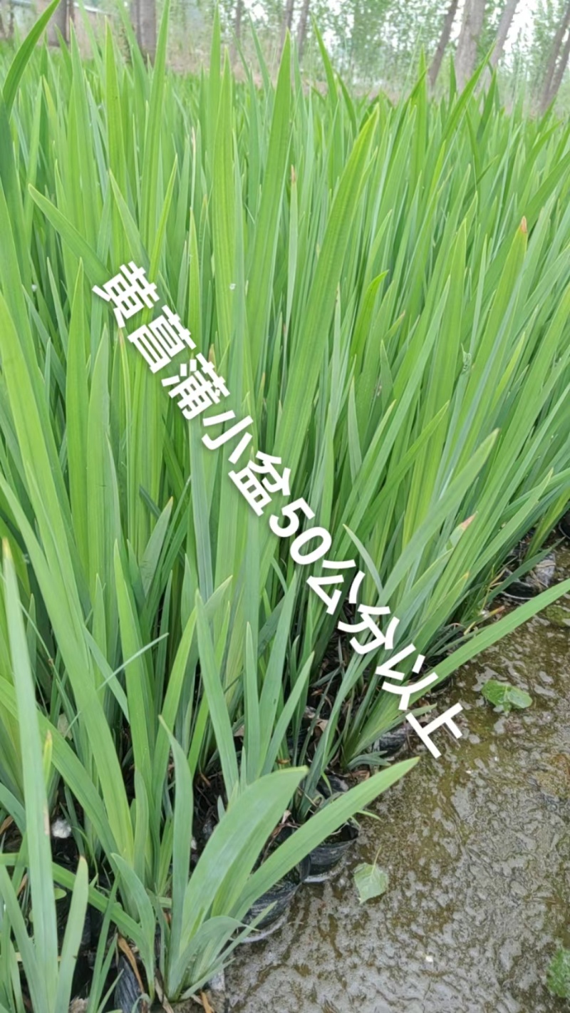 供应各种菖蒲苗基地直发一手货源各种规格