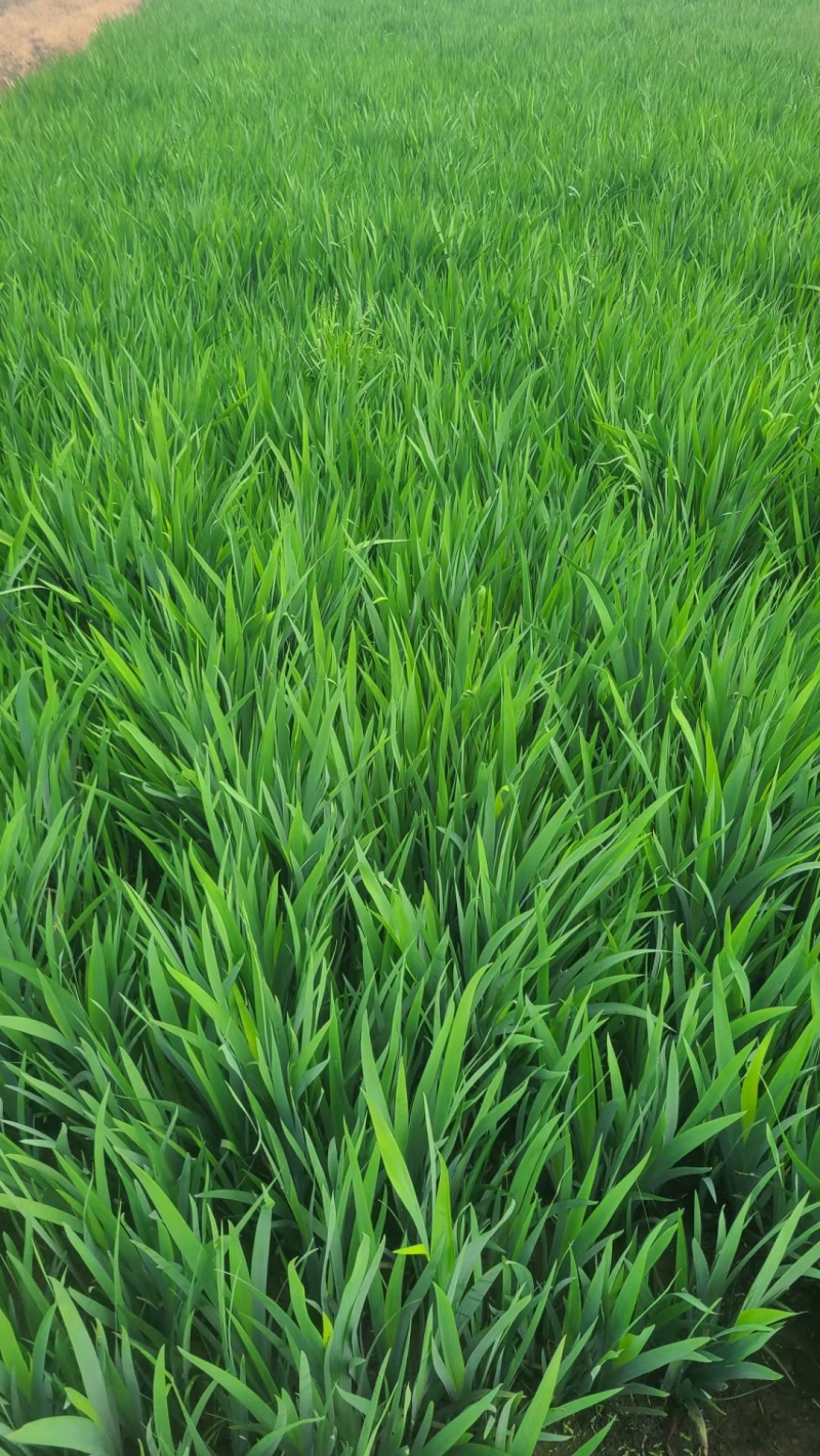供应各种菖蒲苗基地直发一手货源各种规格