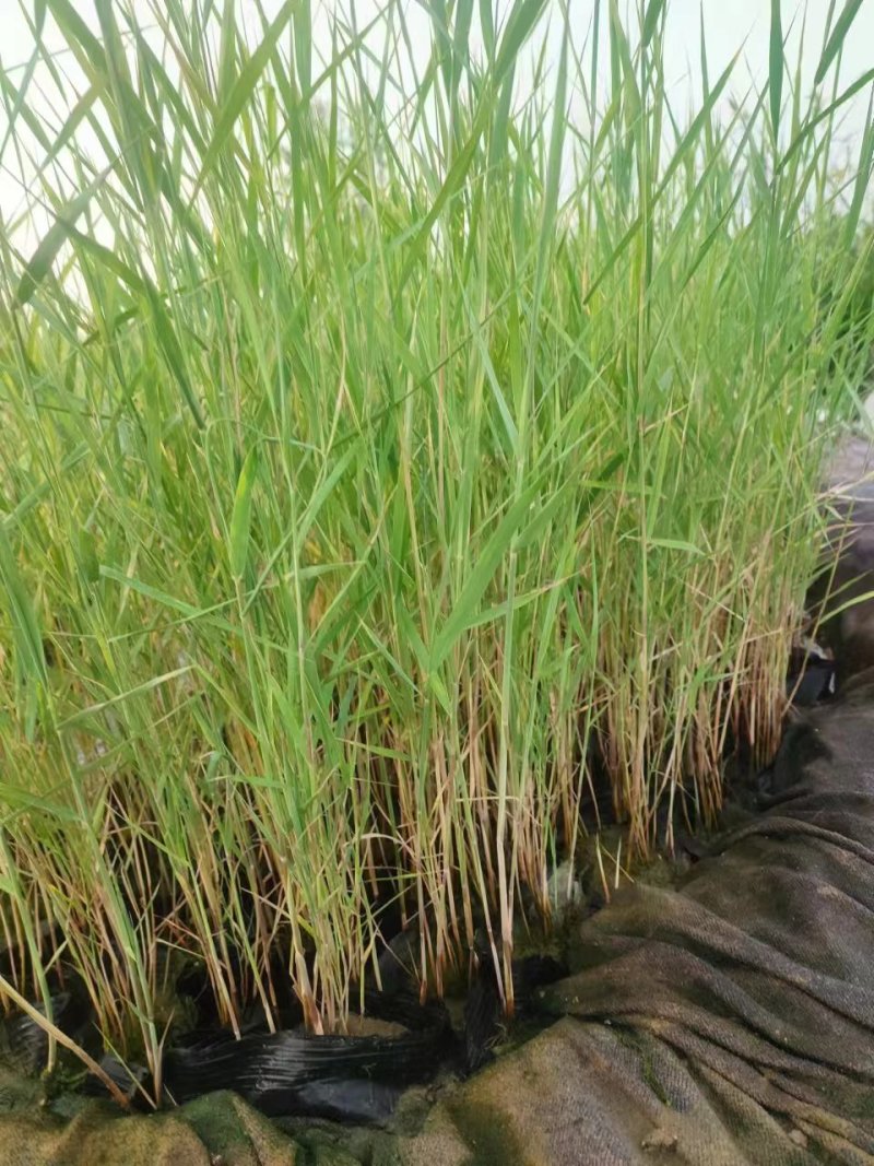 荷香芦苇苗自家基地直发水生植物品种齐全