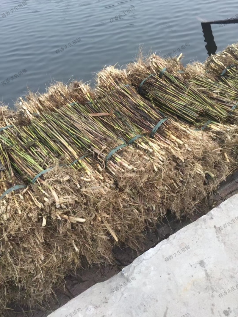 荷香芦苇苗自家基地直发水生植物品种齐全
