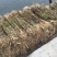 荷香芦苇苗自家基地直发水生植物品种齐全