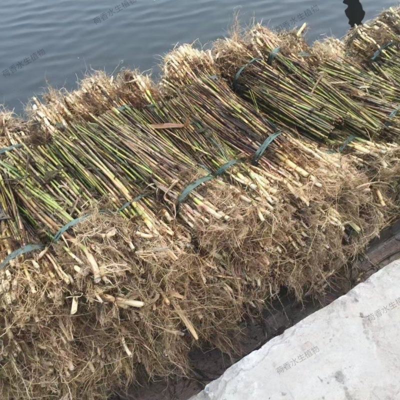 荷香芦苇苗自家基地直发水生植物品种齐全