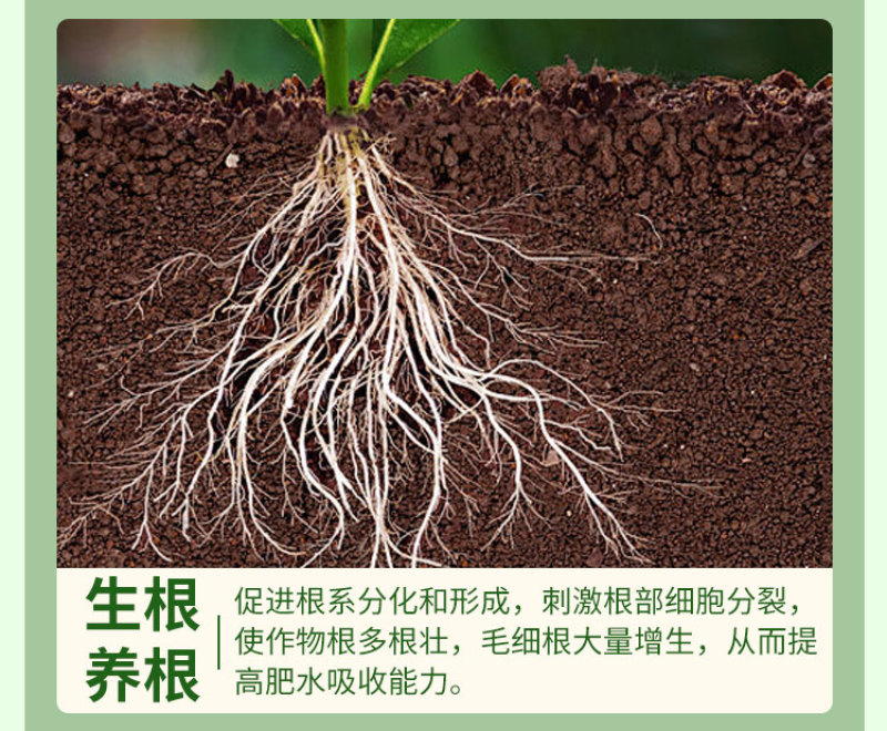 生根剂壮苗剂含氨基酸水溶生根剂促进生根剂