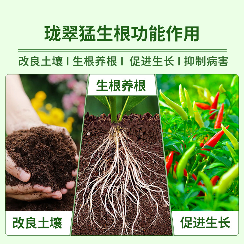 生根剂壮苗剂含氨基酸水溶生根剂促进生根剂