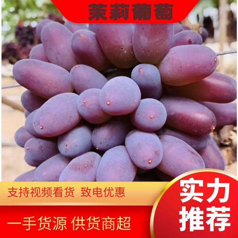 辽宁凌海茉莉香葡萄大量上市，欢迎各地老板前来采购