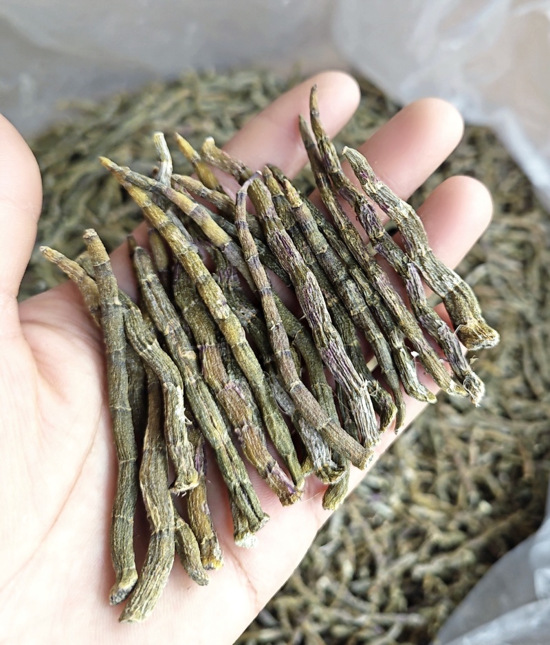 铁皮石斛干条铁皮石五年生胶质饱满无渣云南铁皮石斛
