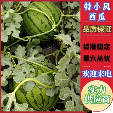 沐阳县特小凤西瓜，产地直发，货源充足欢迎来电