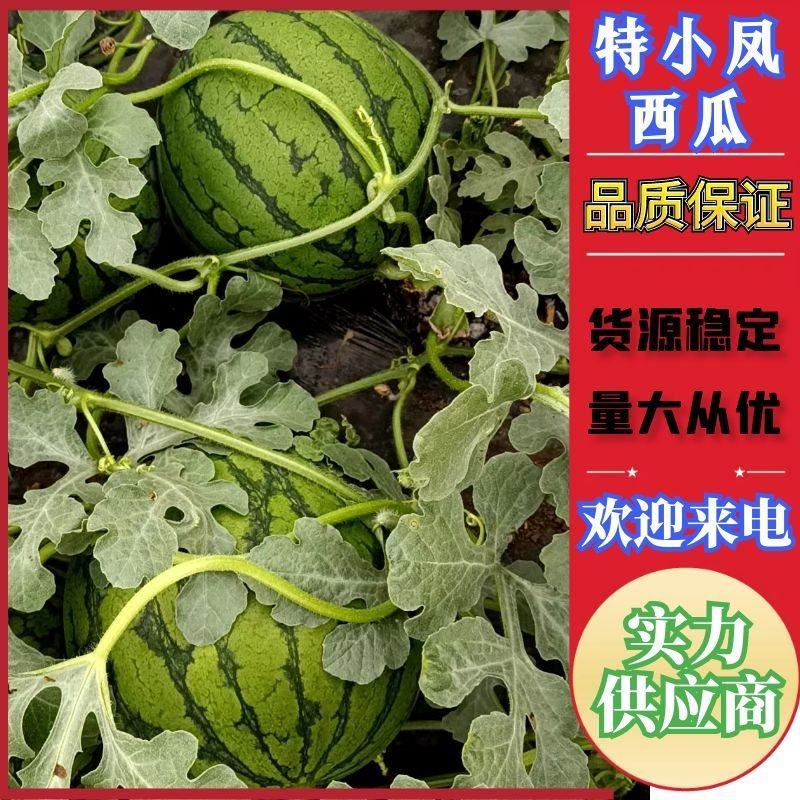 沐阳县特小凤西瓜，产地直发，货源充足欢迎来电