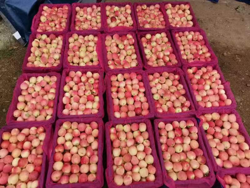 七月中旬，大量上市K9苹果，龙冠苹果，三百万斤，无雹伤