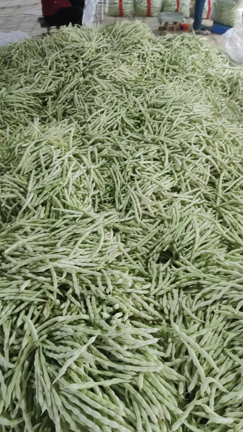 精品芸豆品质保证大量有货产地直发欢迎选购