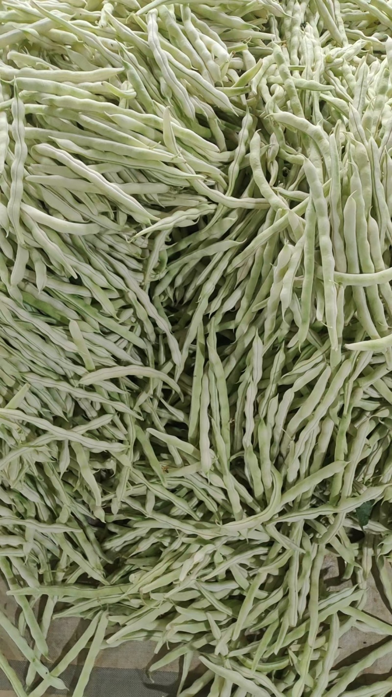 精品芸豆品质保证大量有货产地直发欢迎选购