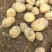 湖北土豆黄心土豆大量上市V7需要的朋友联系望长期合作