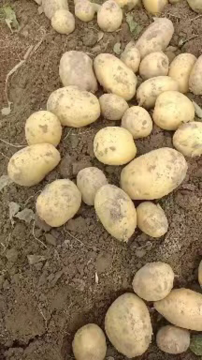 湖北土豆黄心土豆大量上市V7需要的朋友联系望长期合作