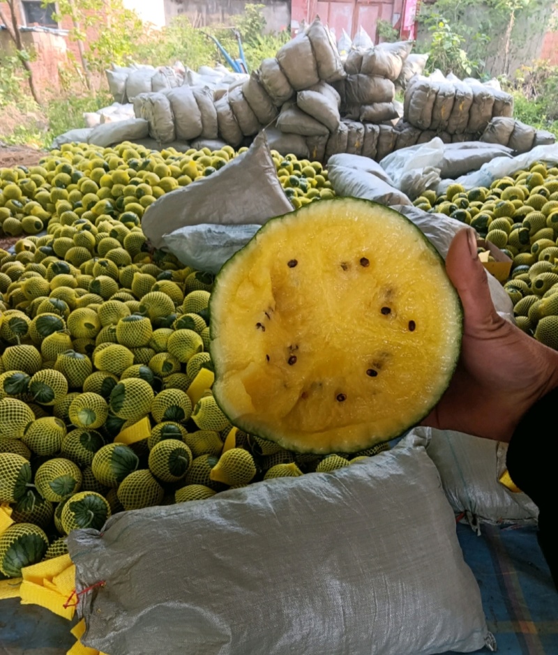 沐阳县特小凤西瓜，产地直发，货源充足欢迎来电
