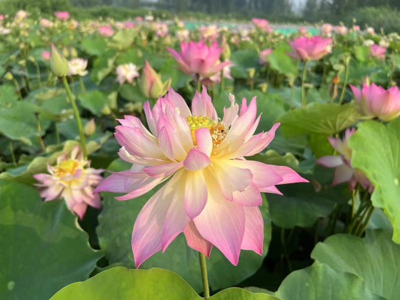 荷花荷花苗种苗全芽供应，无损伤，成活率100%美观