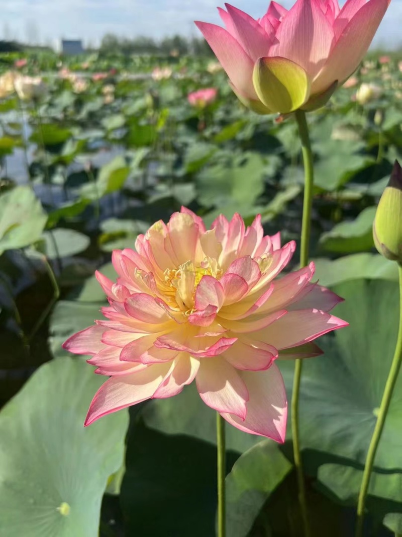 荷花荷花苗种苗全芽供应，无损伤，成活率100%美观