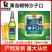 崂特沙子口啤酒500ml*12瓶装正宗崂山原产地