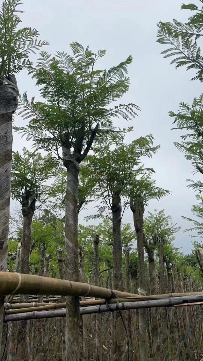 蓝花楹基地直销规格齐全欢迎老板来电咨询合作