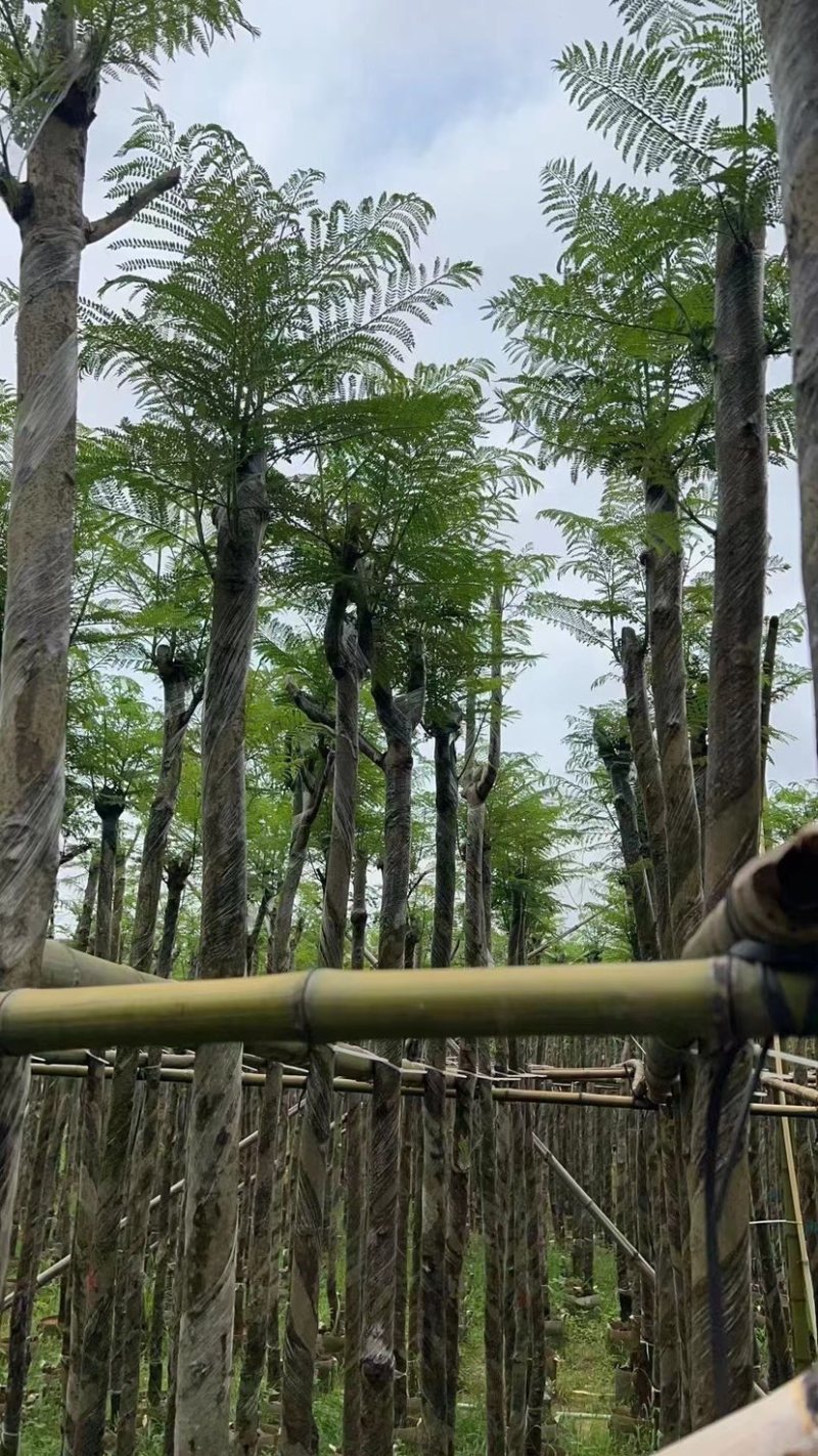蓝花楹基地直销规格齐全欢迎老板来电咨询合作