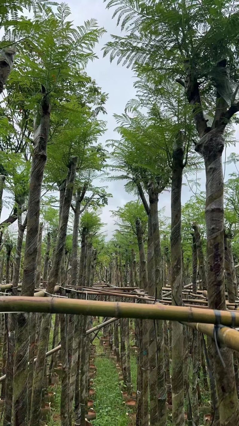 蓝花楹基地直销规格齐全欢迎老板来电咨询合作