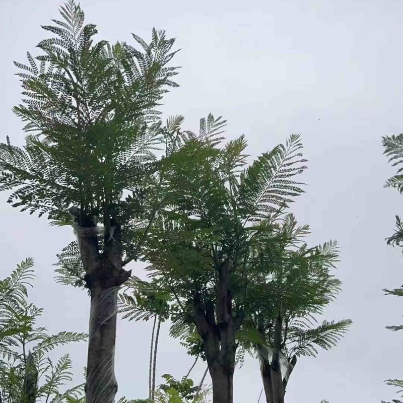 蓝花楹基地直销规格齐全欢迎老板来电咨询合作