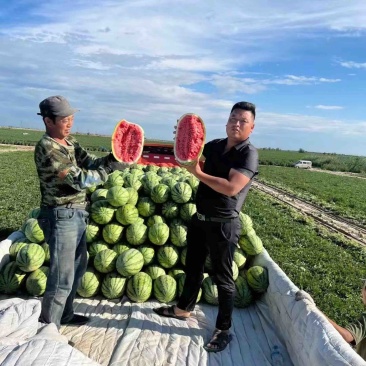 新疆西瓜吐鲁番哈密昌吉金城五号大量有货欢迎