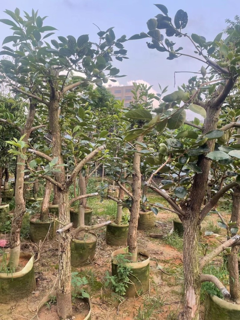 甜脆柿子苗基地直销规格齐全欢迎老板来电咨询合作