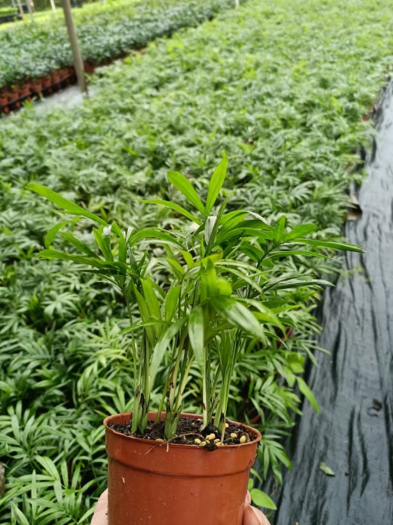90袖珍椰子带盆发物流运费到付货到自提不送货上门