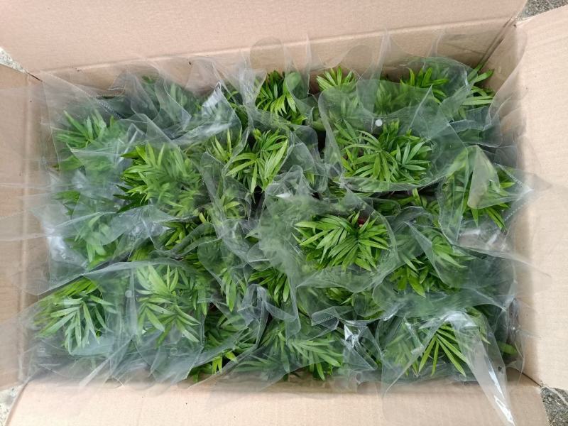 90袖珍椰子带盆发物流运费到付货到自提不送货上门