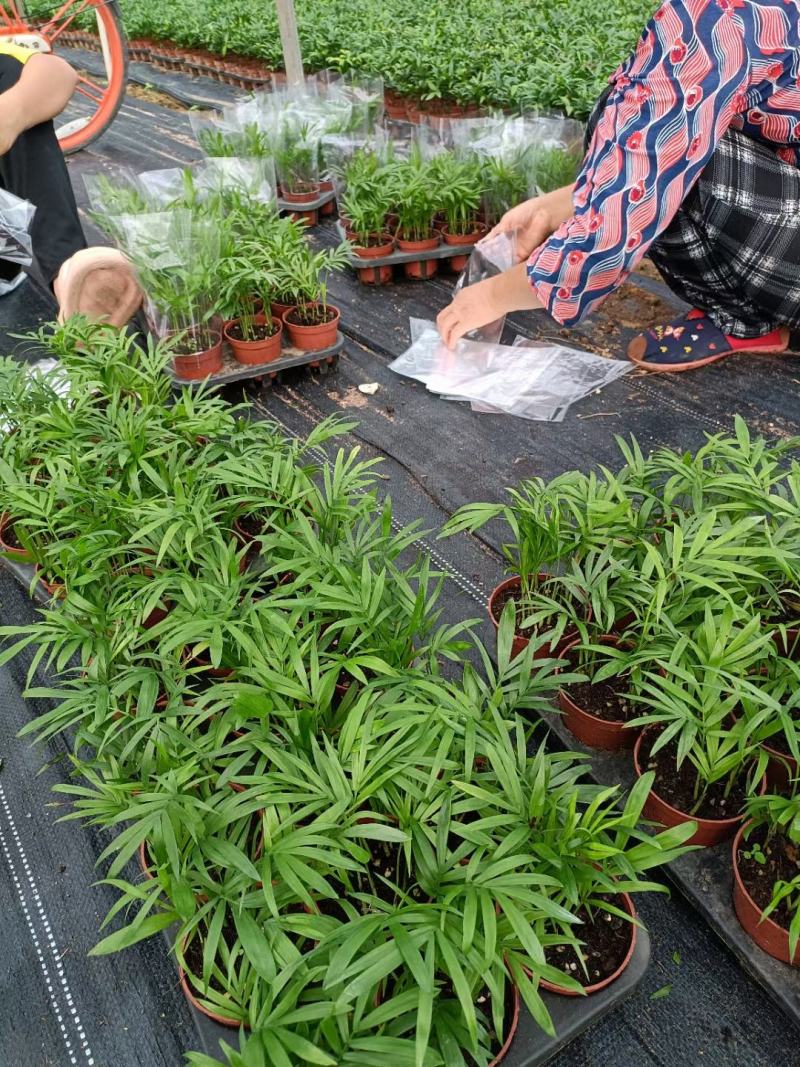 90袖珍椰子带盆发物流运费到付货到自提不送货上门