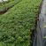 90袖珍椰子带盆发物流运费到付货到自提不送货上门