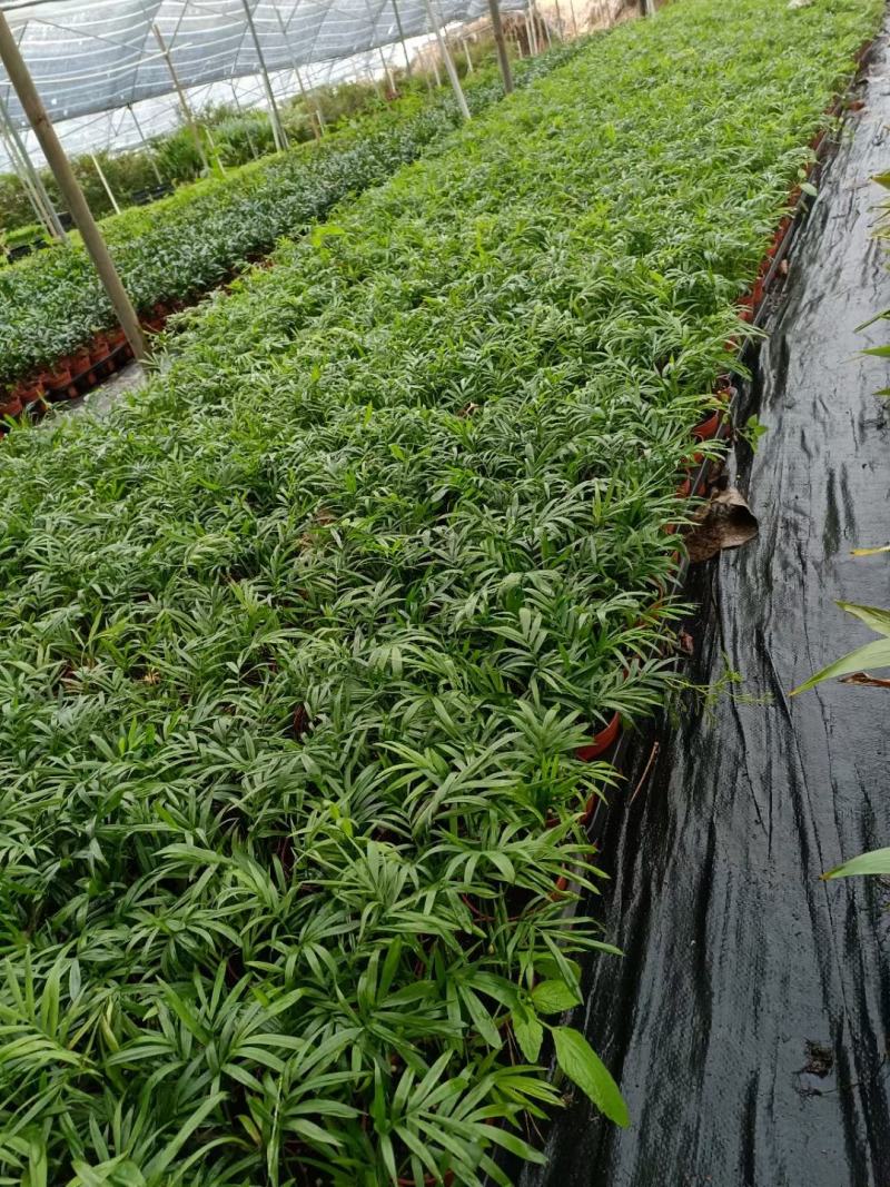 90袖珍椰子带盆发物流运费到付货到自提不送货上门
