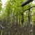 光杆香樟基地直销规格齐全欢迎老板来电咨询合作