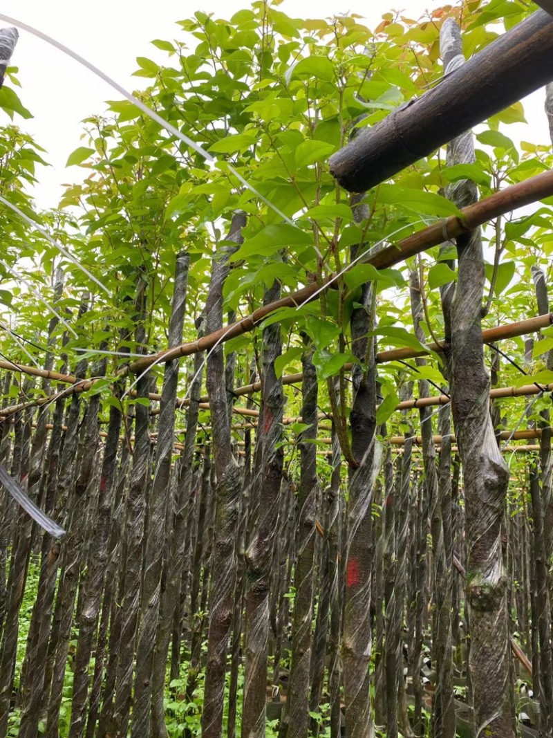 光杆香樟基地直销规格齐全欢迎老板来电咨询合作