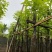 光杆香樟基地直销规格齐全欢迎老板来电咨询合作