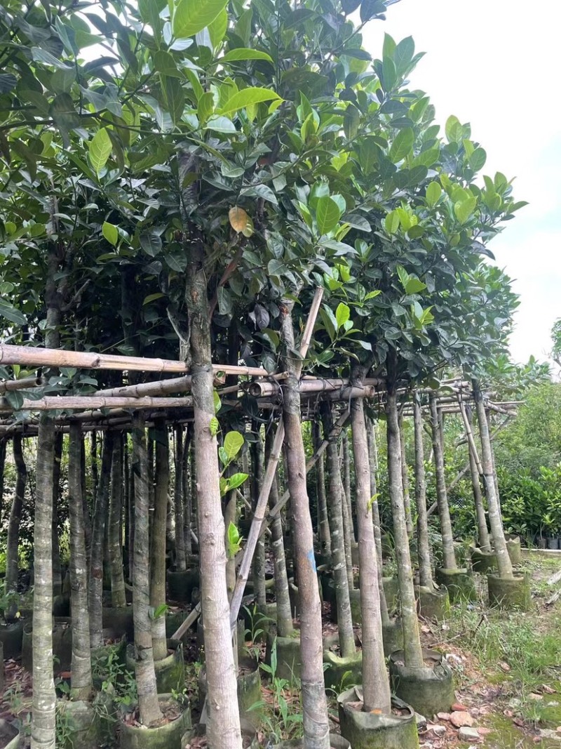 菠萝蜜树基地直销规格齐全欢迎老板来电咨询合作