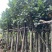 菠萝蜜树基地直销规格齐全欢迎老板来电咨询合作