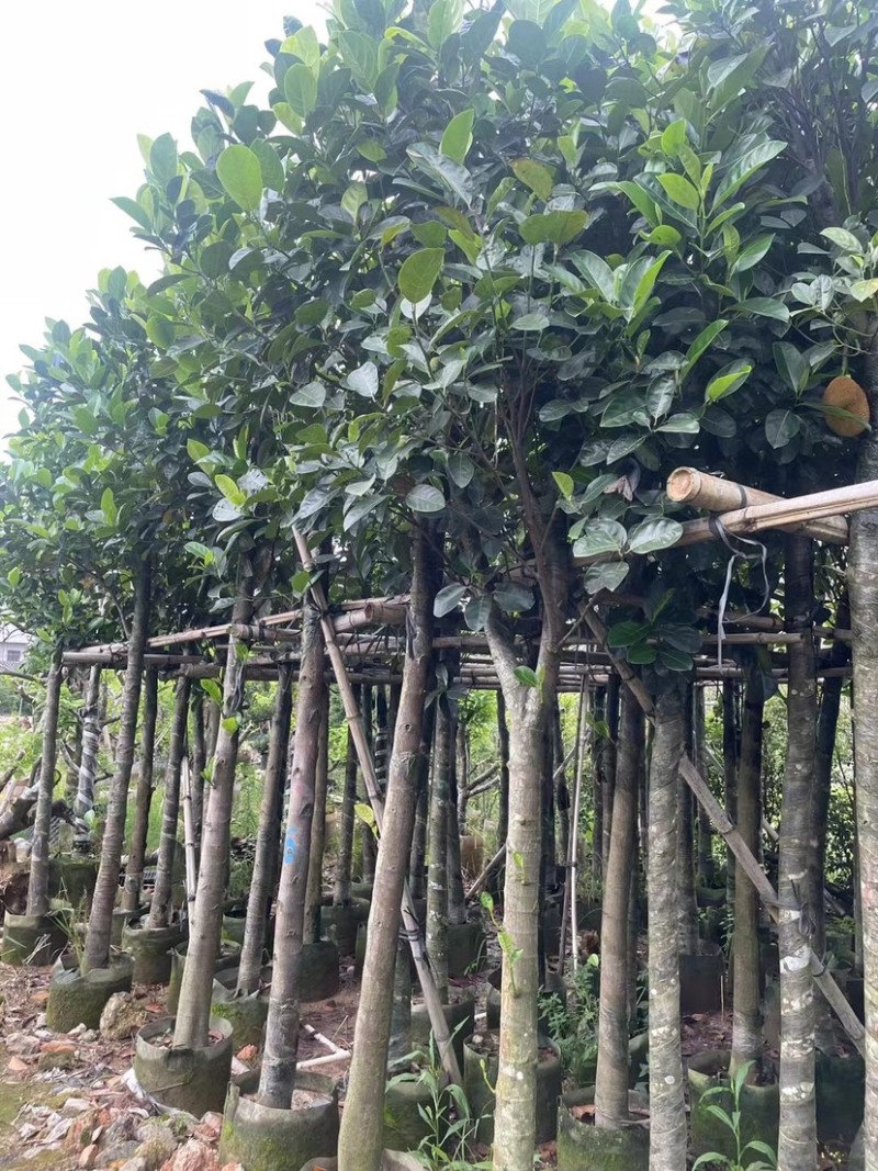 菠萝蜜树基地直销规格齐全欢迎老板来电咨询合作