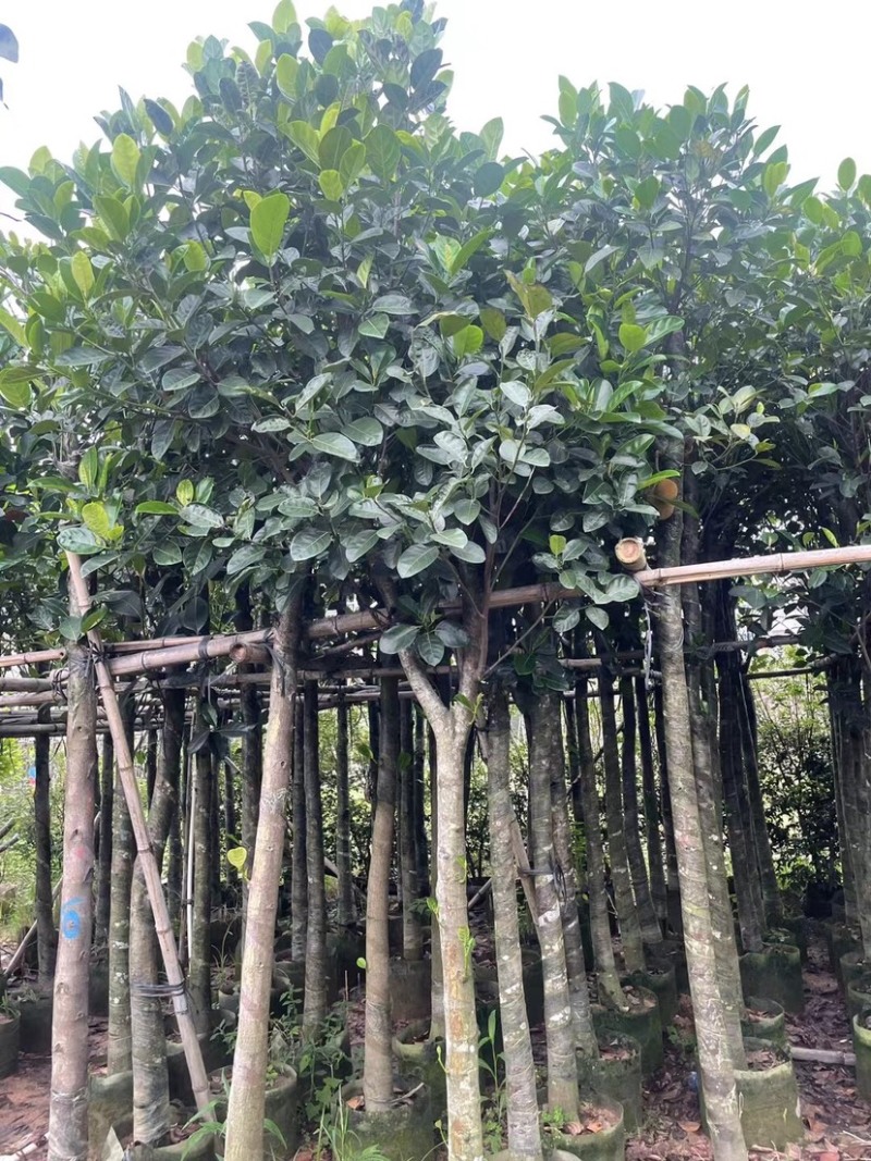 菠萝蜜树基地直销规格齐全欢迎老板来电咨询合作