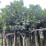 菠萝蜜树基地直销规格齐全欢迎老板来电咨询合作