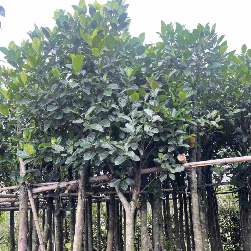 菠萝蜜树基地直销规格齐全欢迎老板来电咨询合作