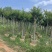 小叶紫薇基地直销规格齐全欢迎老板来电咨询合作