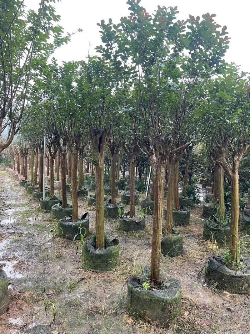 红火箭紫薇基地直销规格齐全欢迎老板来电咨询