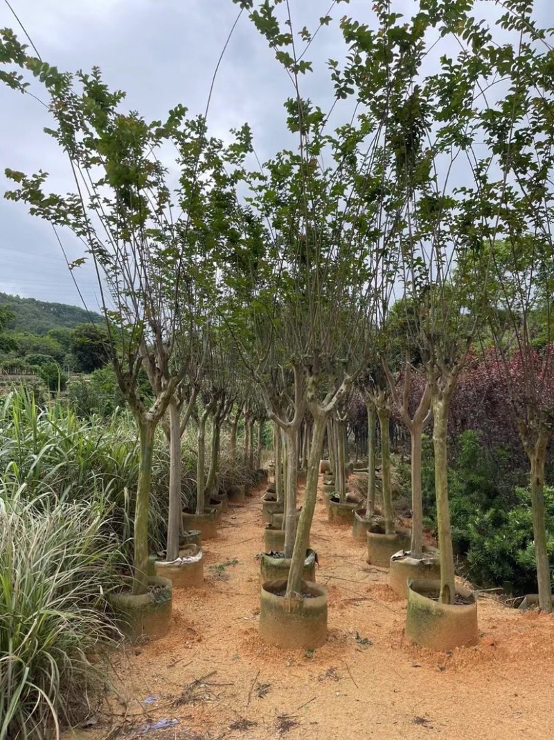 红火箭紫薇基地直销规格齐全欢迎老板来电咨询