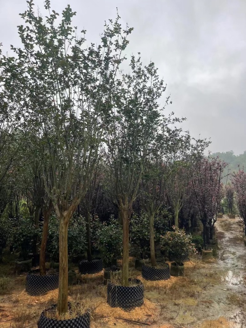 红火箭紫薇基地直销规格齐全欢迎老板来电咨询