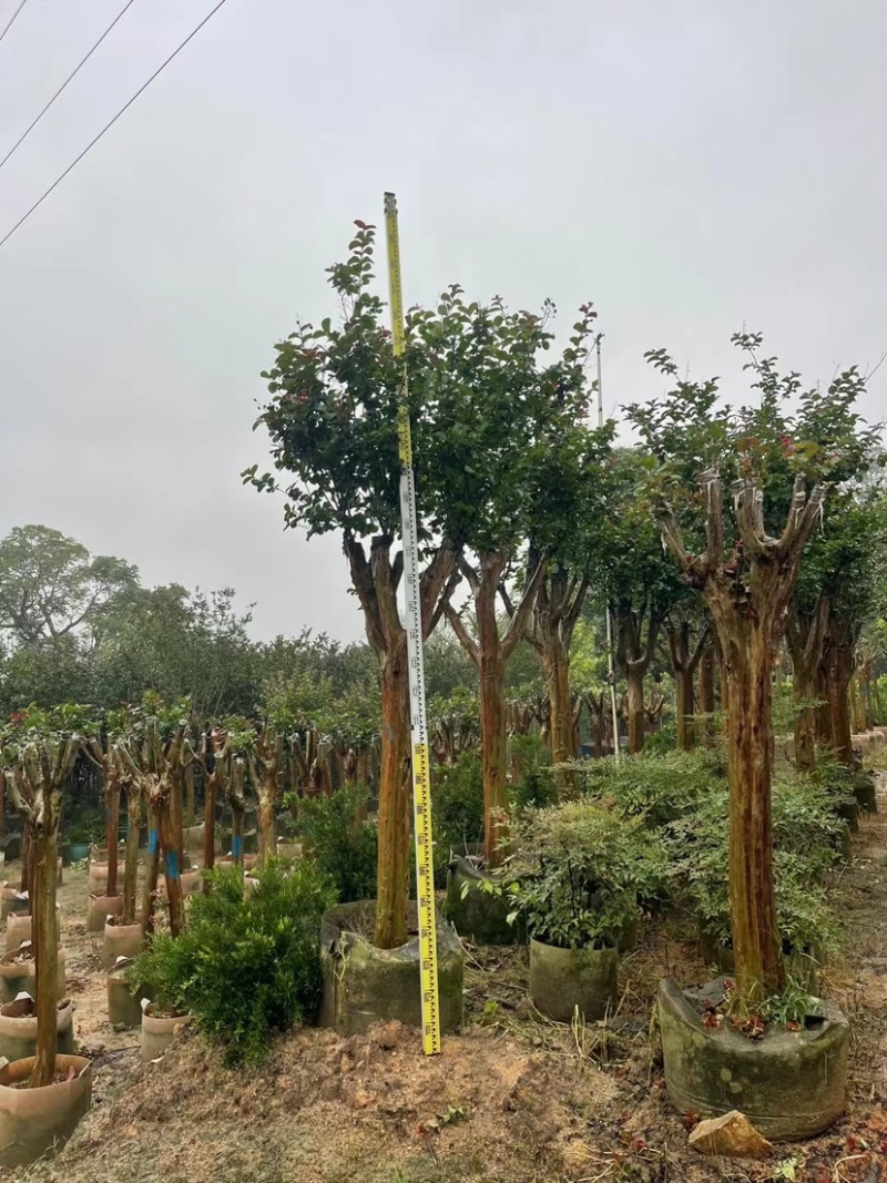 红火箭紫薇基地直销规格齐全欢迎老板来电咨询