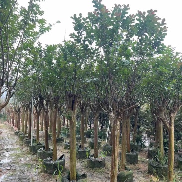 红火箭紫薇基地直销规格齐全欢迎老板来电咨询